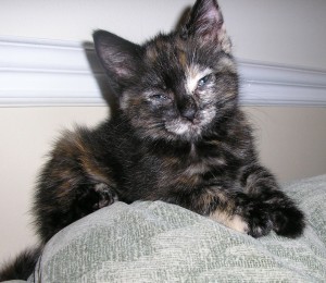 This is tortoiseshell, also known as Tabitha